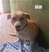 adoptable Dog in , PR named Rain