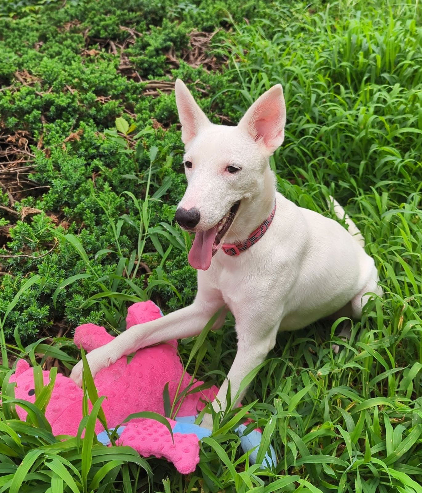 adoptable Dog in Virginia Beach, VA named Aleska