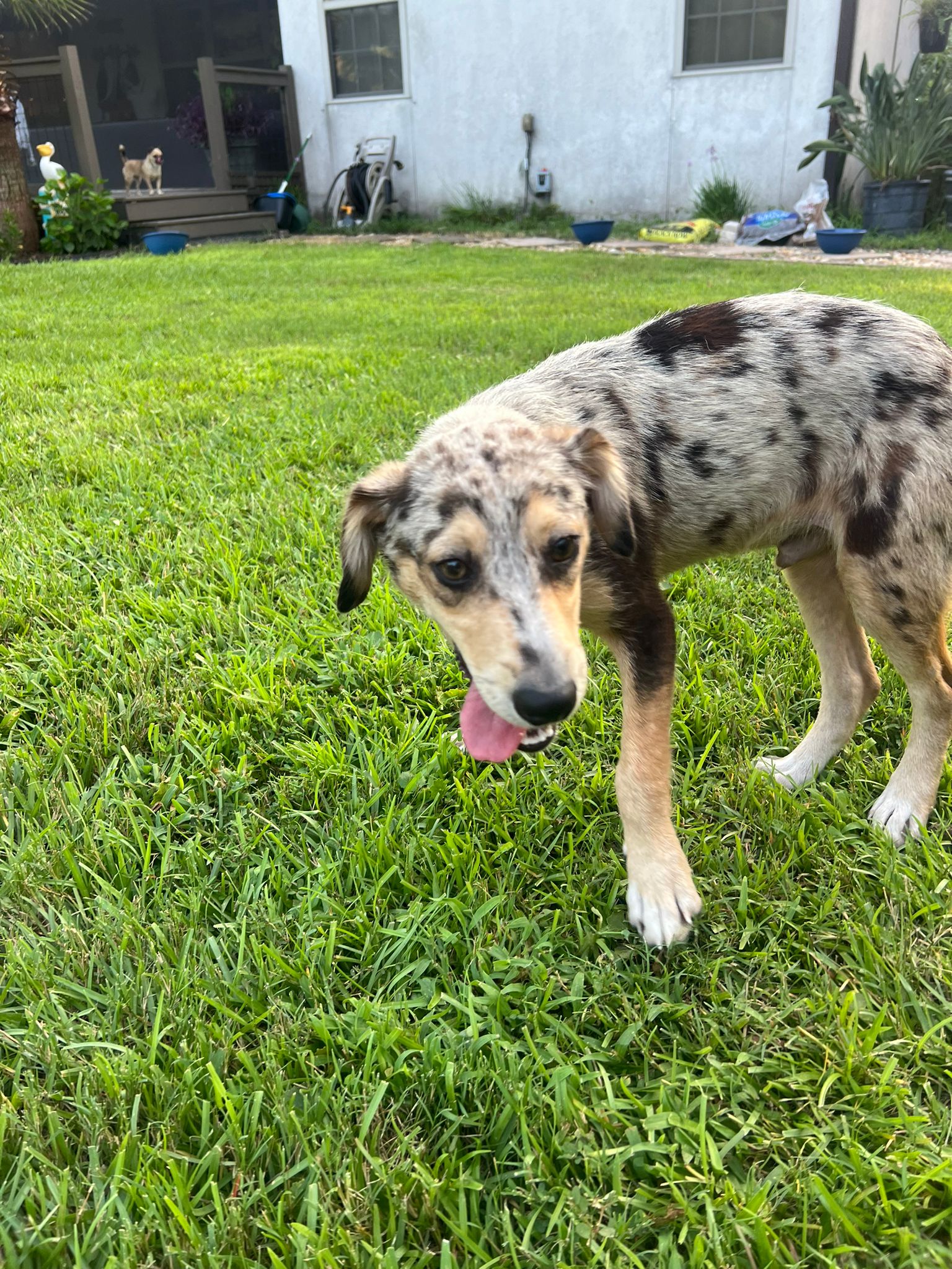 adoptable Dog in Virginia Beach, VA named Oreo