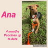 Ana
