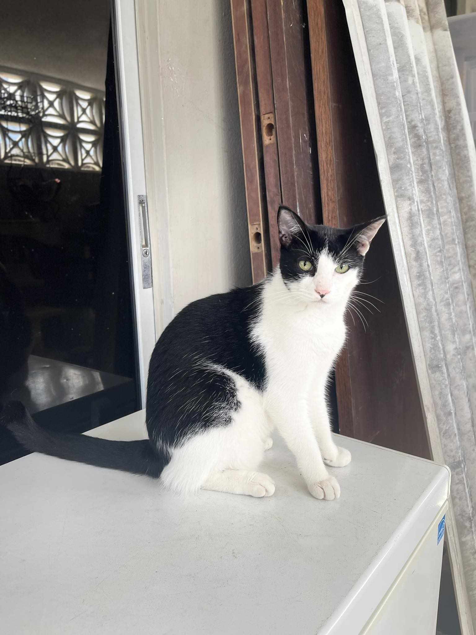 adoptable Cat in Virginia Beach, VA named Oreo