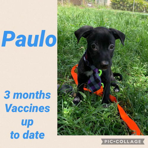 Paulo