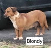 Blondy