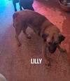 Lilly