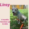 Linsy