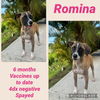 Romina