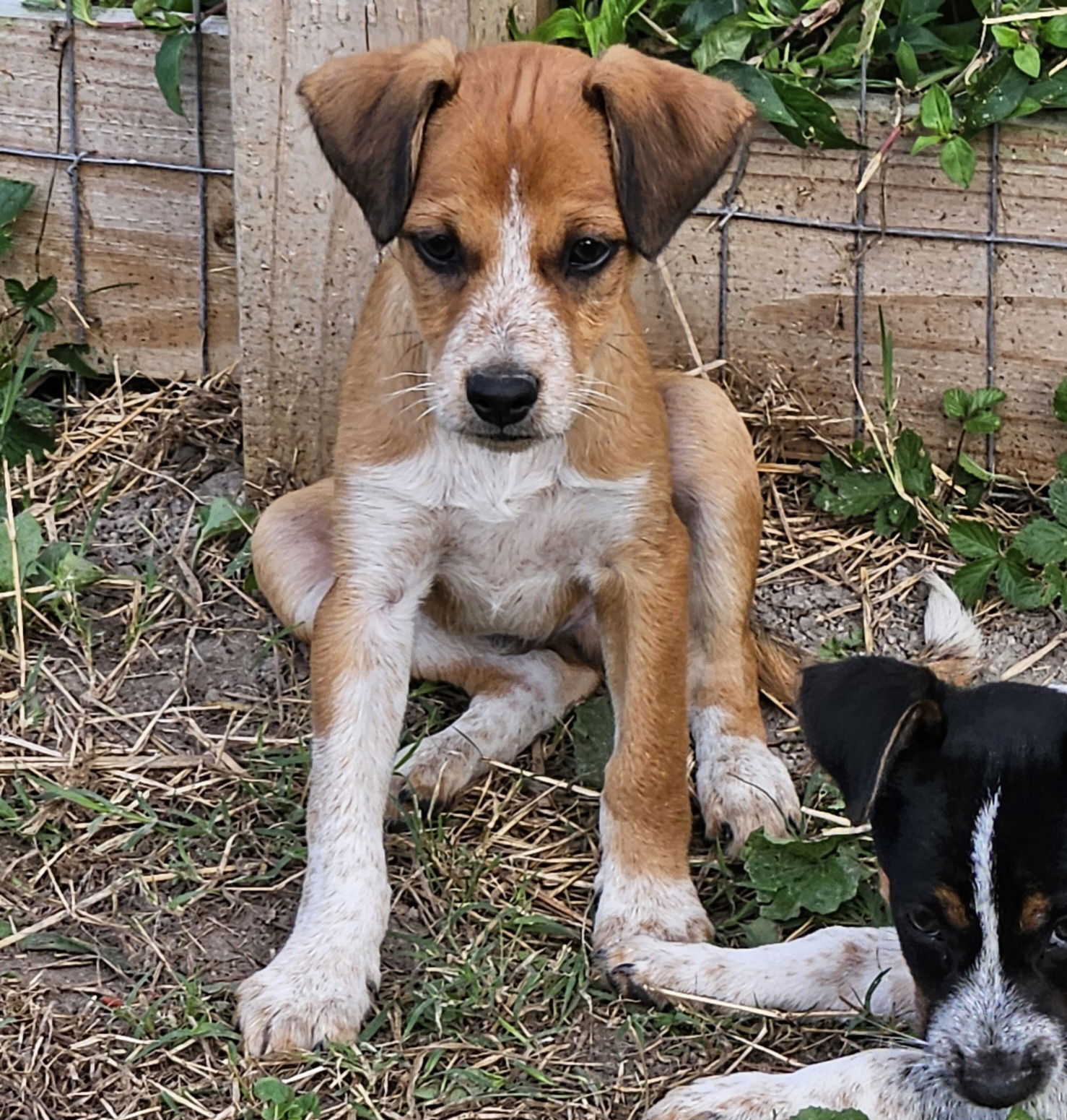 adoptable Dog in Virginia Beach, VA named Jax