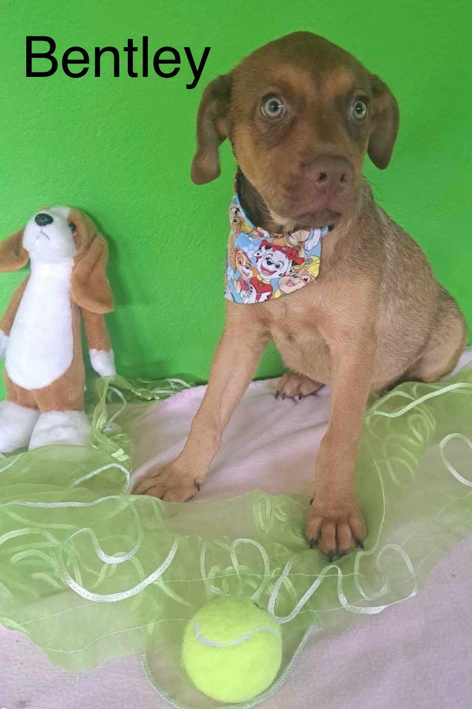 adoptable Dog in Barranquitas, PR named Bentley