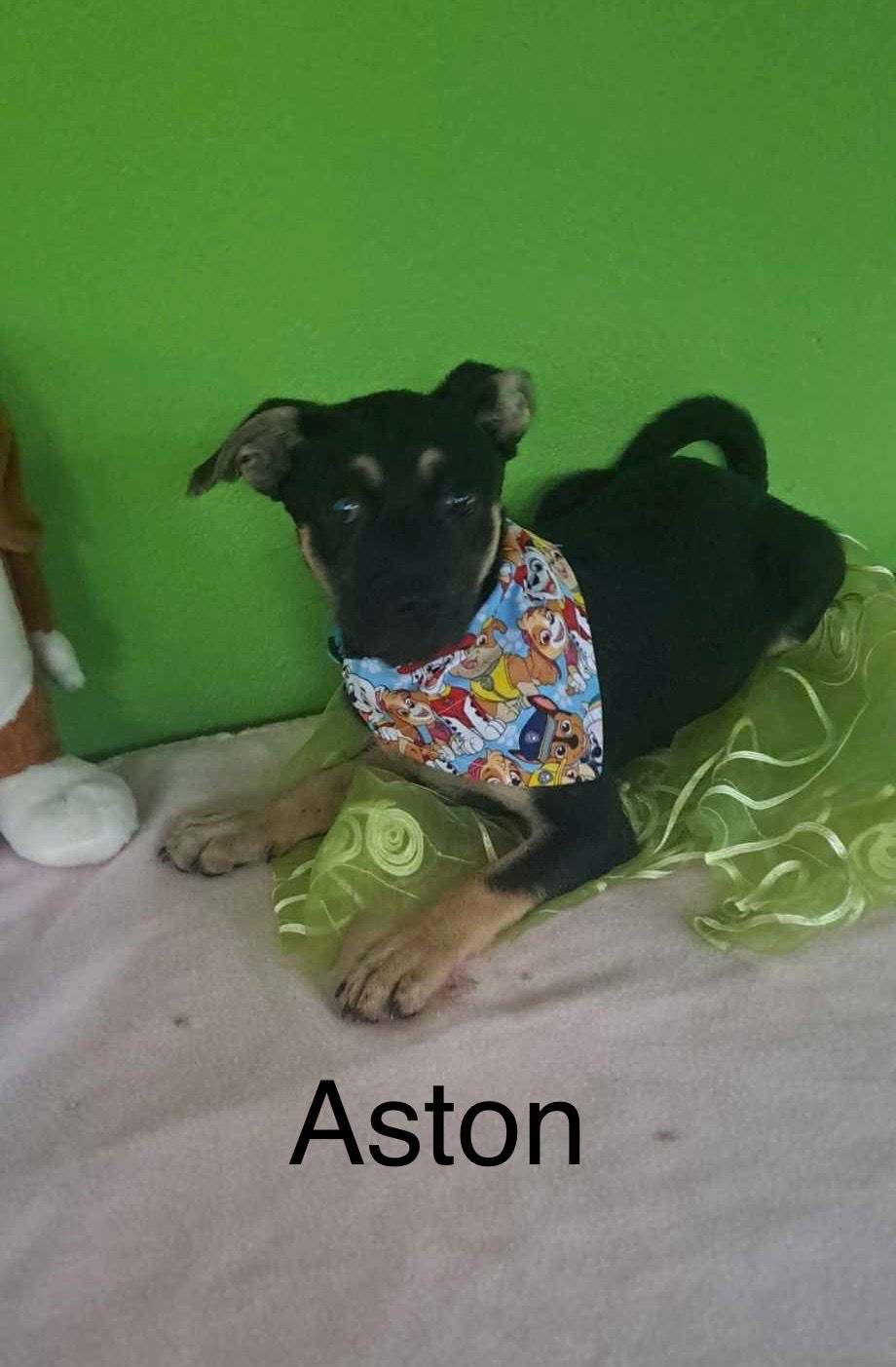 adoptable Dog in Barranquitas, PR named Aston