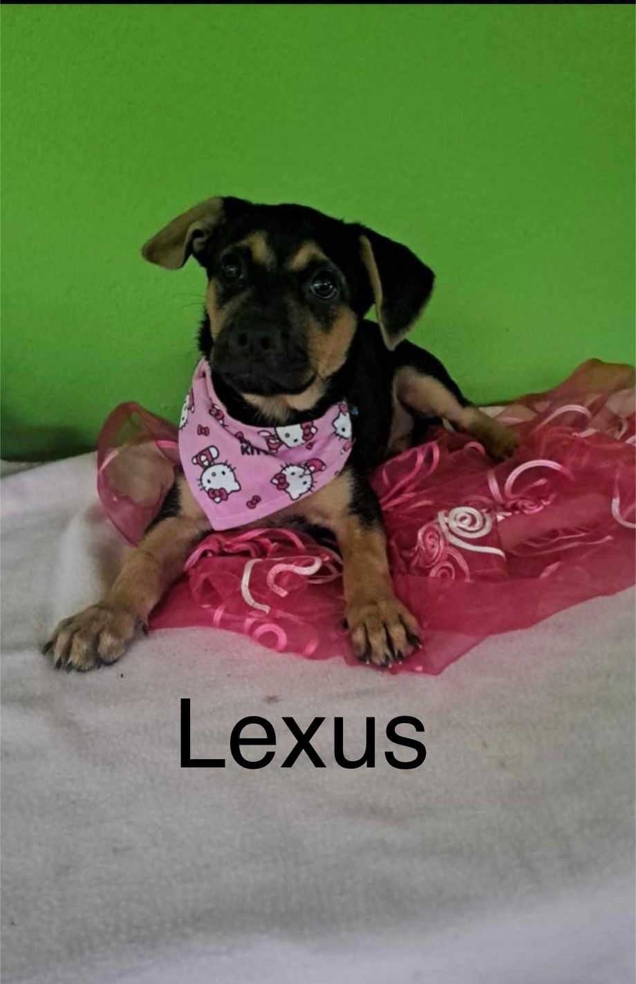 adoptable Dog in Barranquitas, PR named Lexus