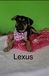 adoptable Dog in  named Lexus