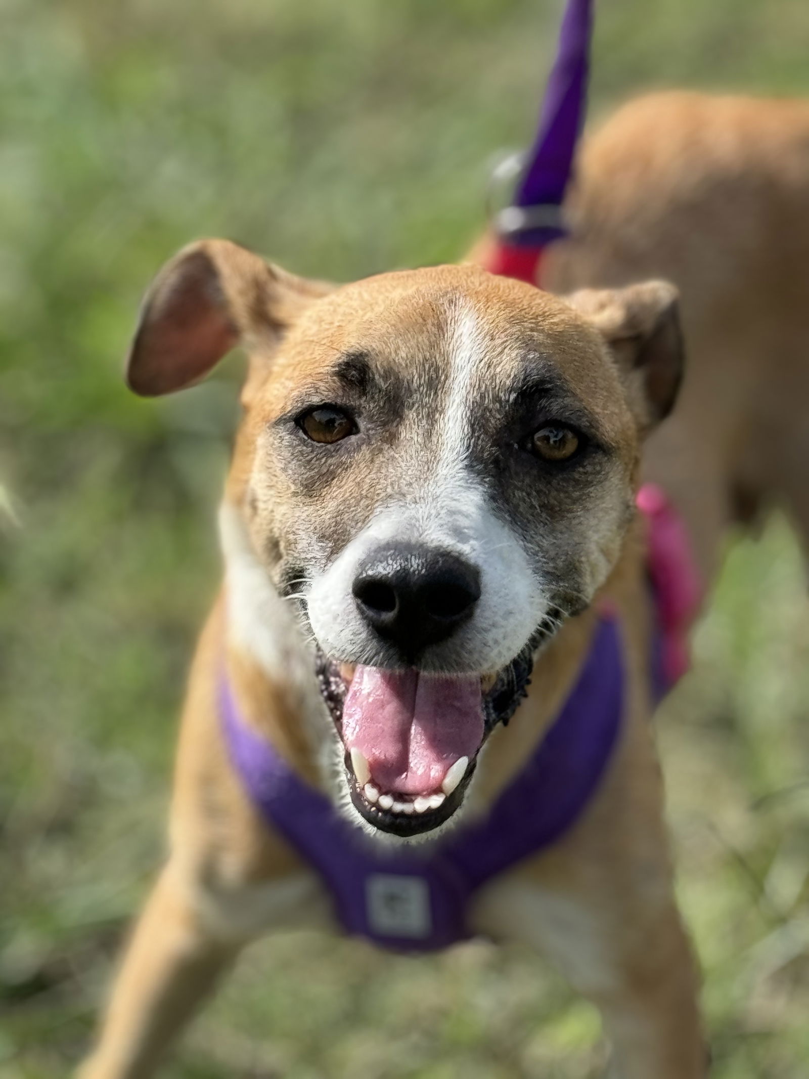 adoptable Dog in Virginia Beach, VA named Maddie