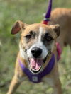 adoptable Dog in , VA named Maddie