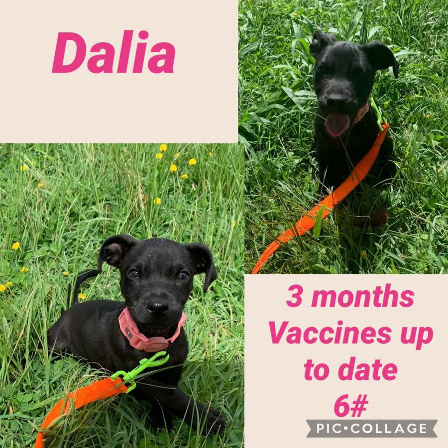 adoptable Dog in Virginia Beach, VA named Dalia