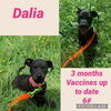 adoptable Dog in , VA named Dalia