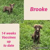 Brooke