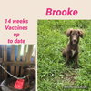 Brooke