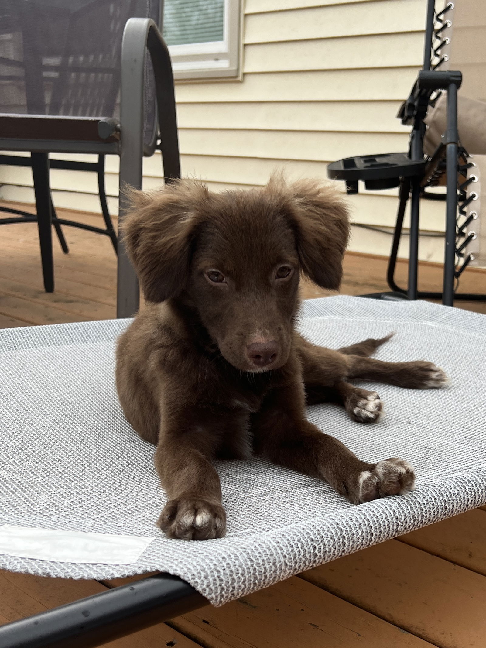 adoptable Dog in Virginia Beach, VA named Brooke