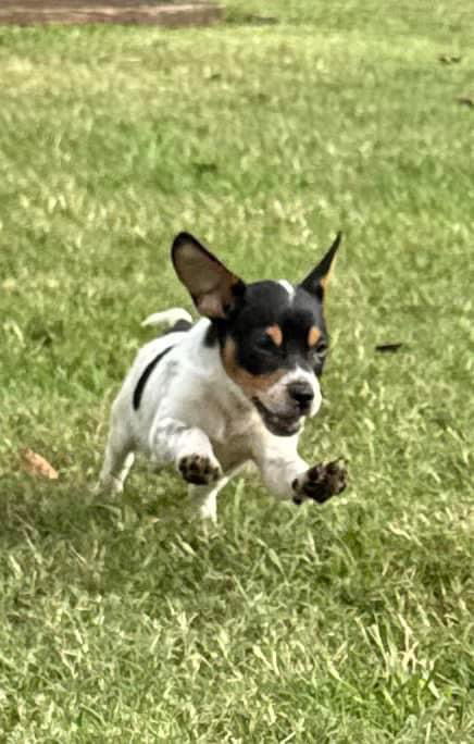 adoptable Dog in Virginia Beach, VA named Tito