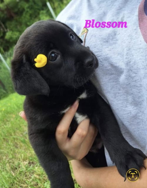 Blossom