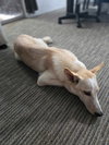Mimi