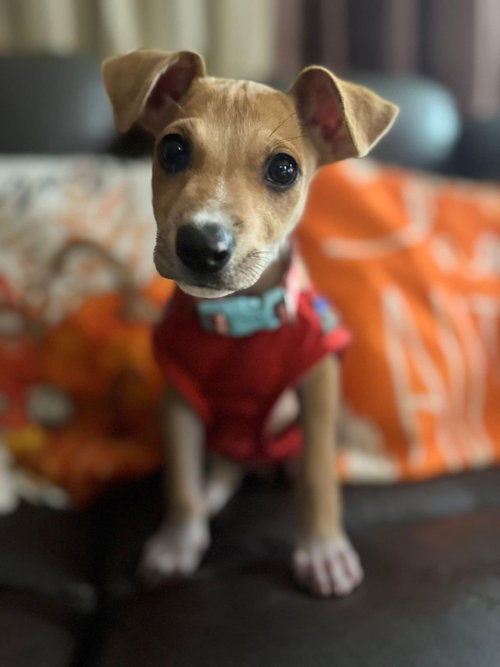 Minnie