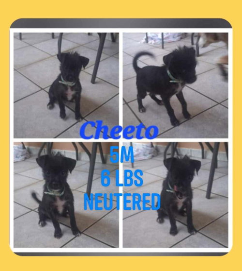 Cheeto