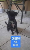 Cheeto