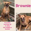 Brownie