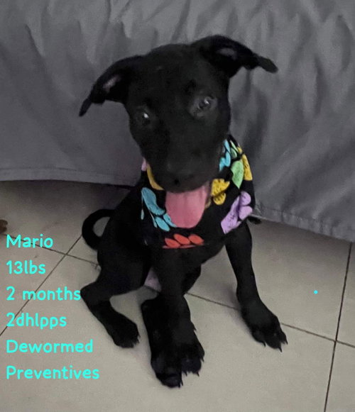 Mario