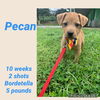 Pecan