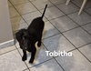 Tabitha