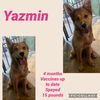 Yazmin