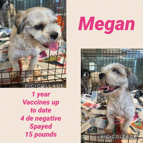 Megan