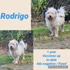 Rodrigo