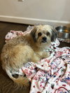 Benji