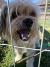 Benji