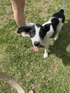 Sparky