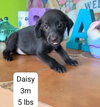 Daisy