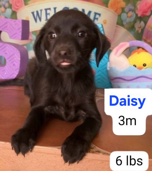 Daisy