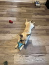 Benny