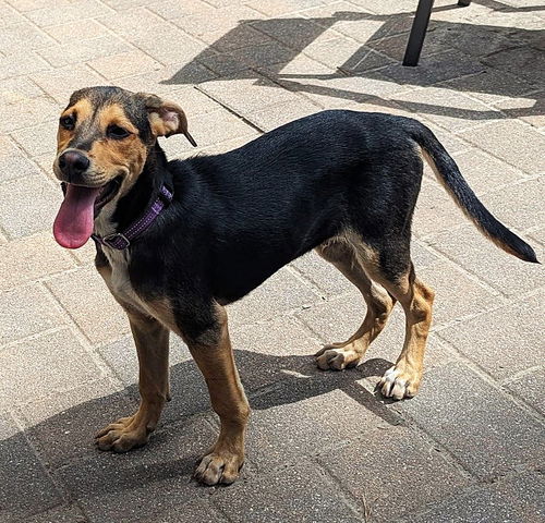 Milo