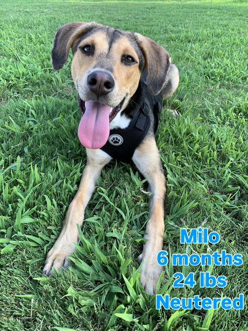Milo