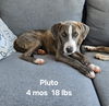 Pluto