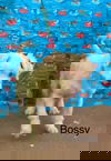 Bozzy