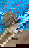 Tony