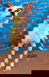 Juan