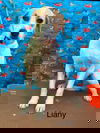 Liany
