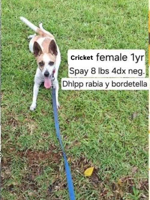 Cricket