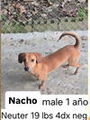 Nacho